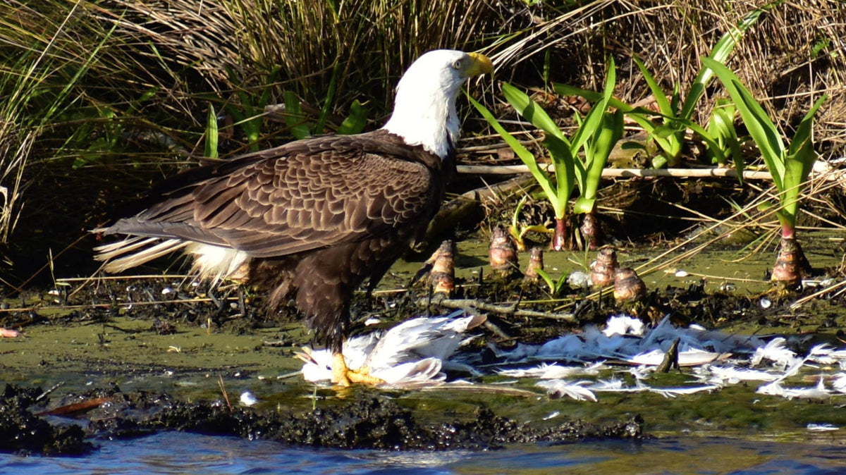 Eagles and other raptors