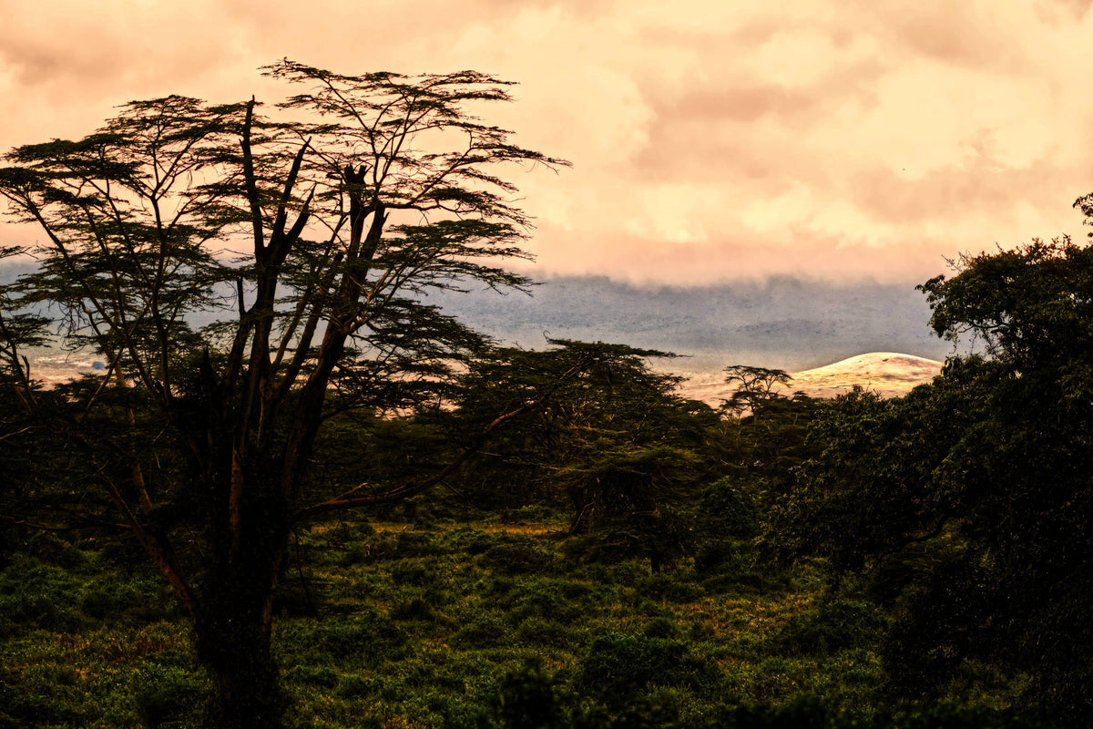 Wilds of Africa
