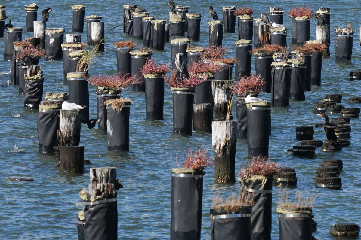 Piling Ecosystem, East River N.Y.