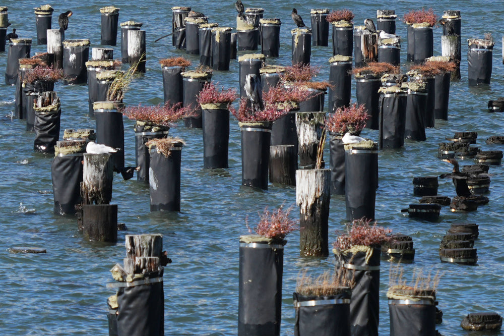 Piling Ecosystem, East River N.Y.
