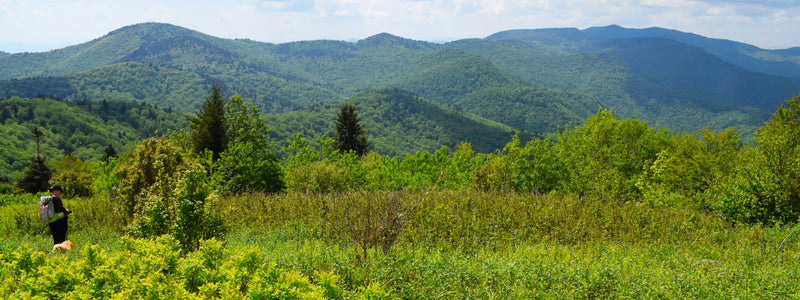 Richland Balsam from Fork Ridge Meadow