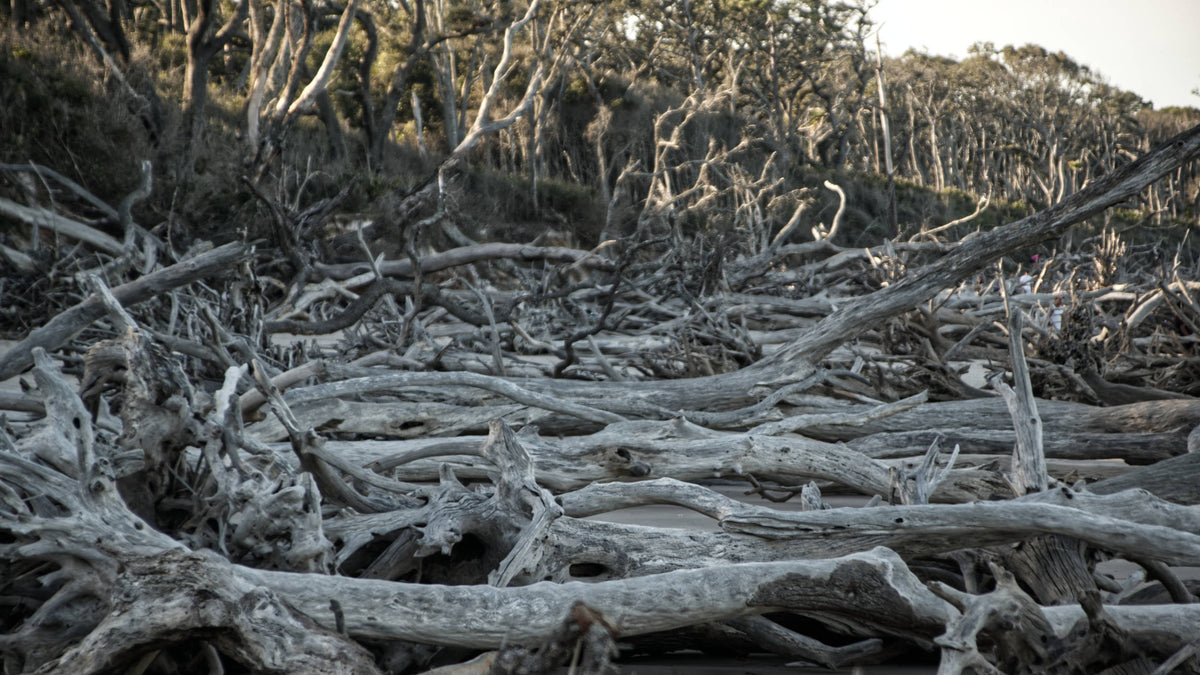 Big Talbot Island