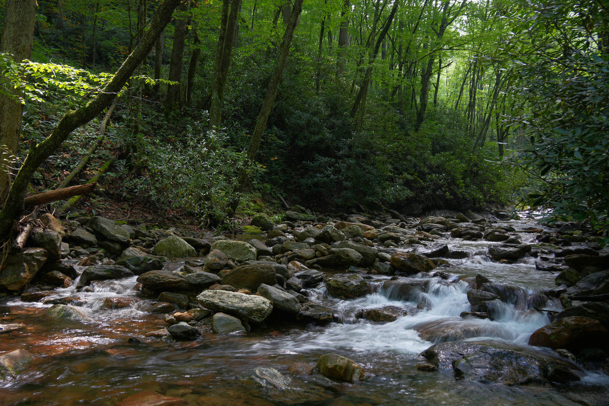 Davidson River near U.S. 276 Bridge