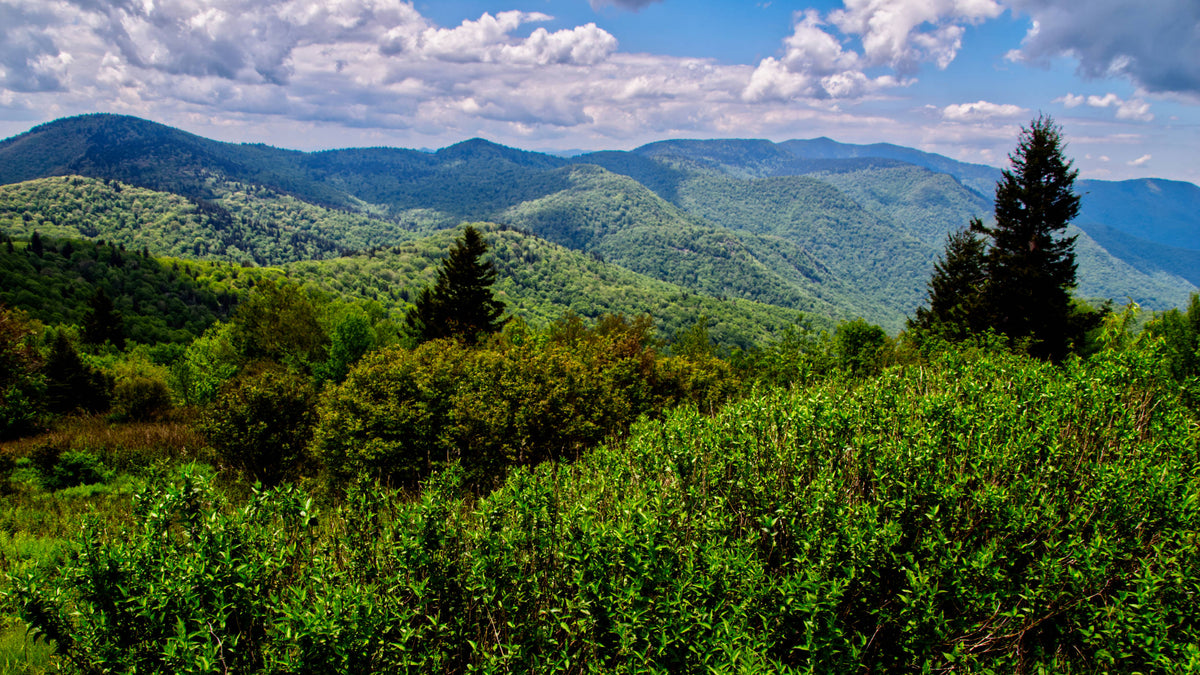 Ridgeline of the Great Balsam Mountains, Nantahala Natl. For.