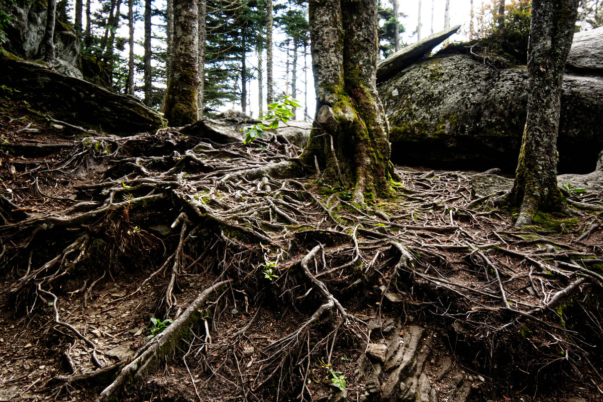 Local Trail near Mt. Mitchell