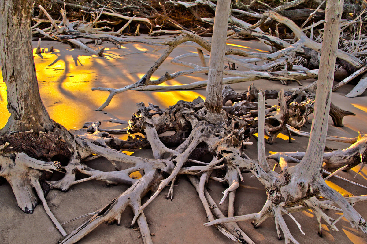 Hurricane-Deposited Driftwood, Big Talbot Island