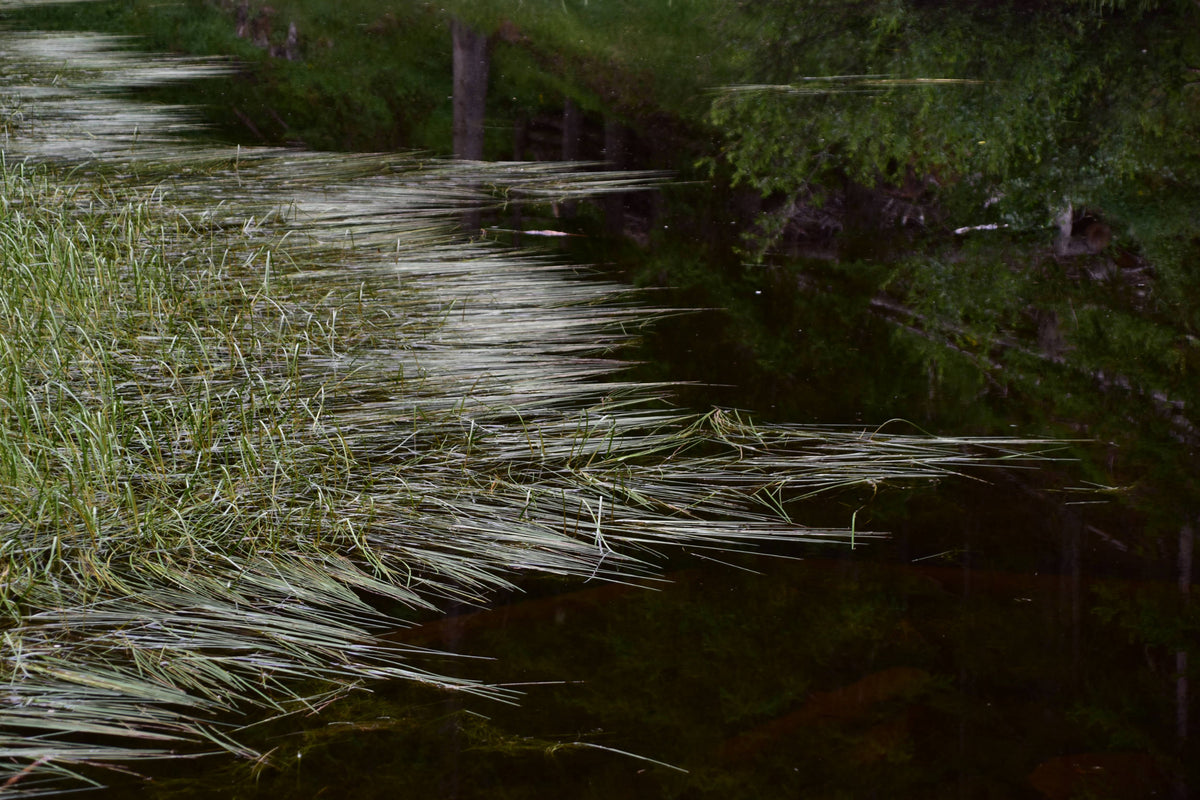 Reeds