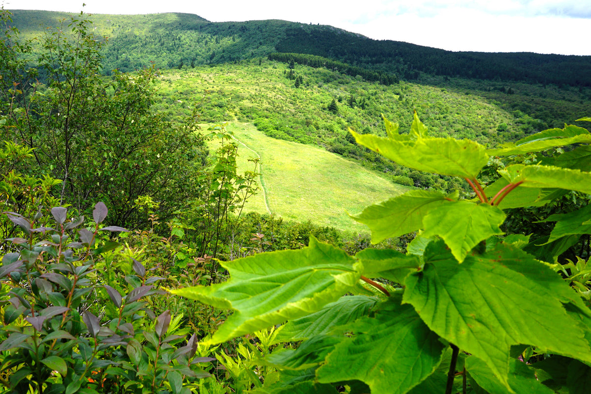 Black Balsam from Sam Knob