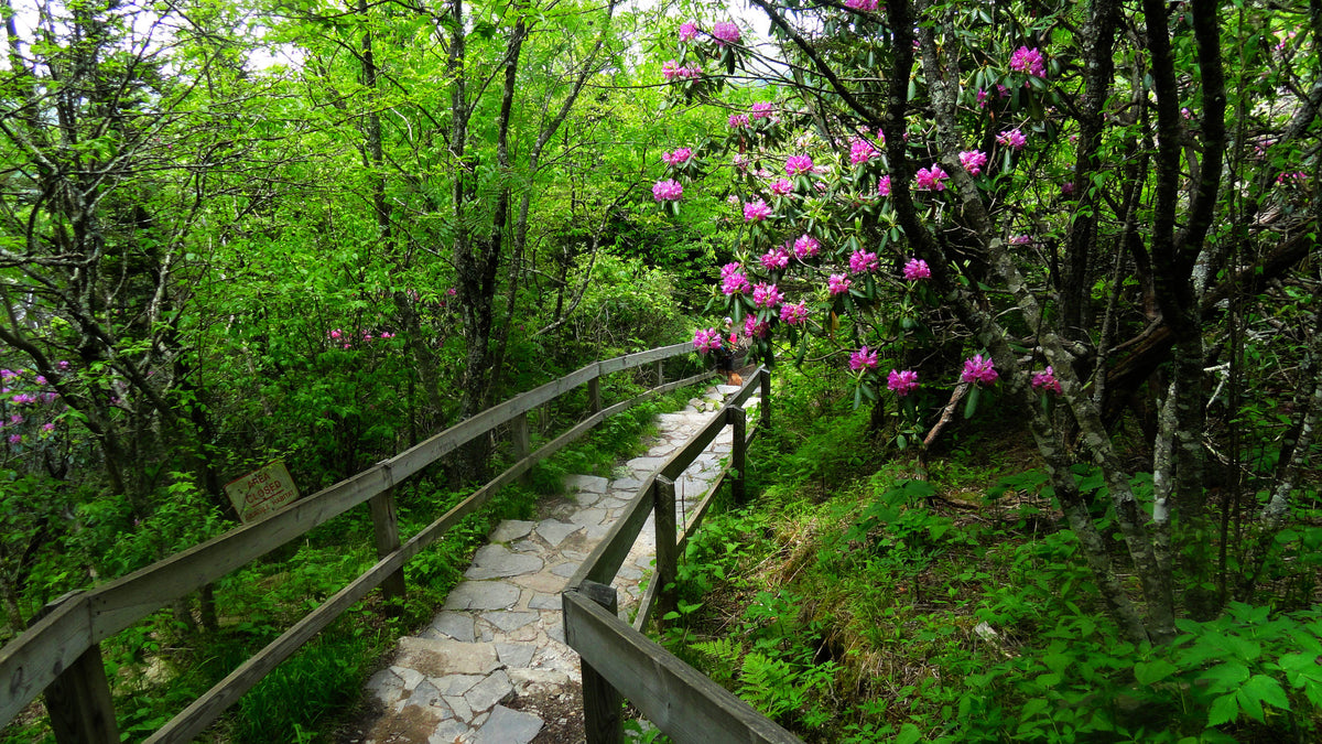 Trail to Summit of Devil's Courthouse, North Carolina