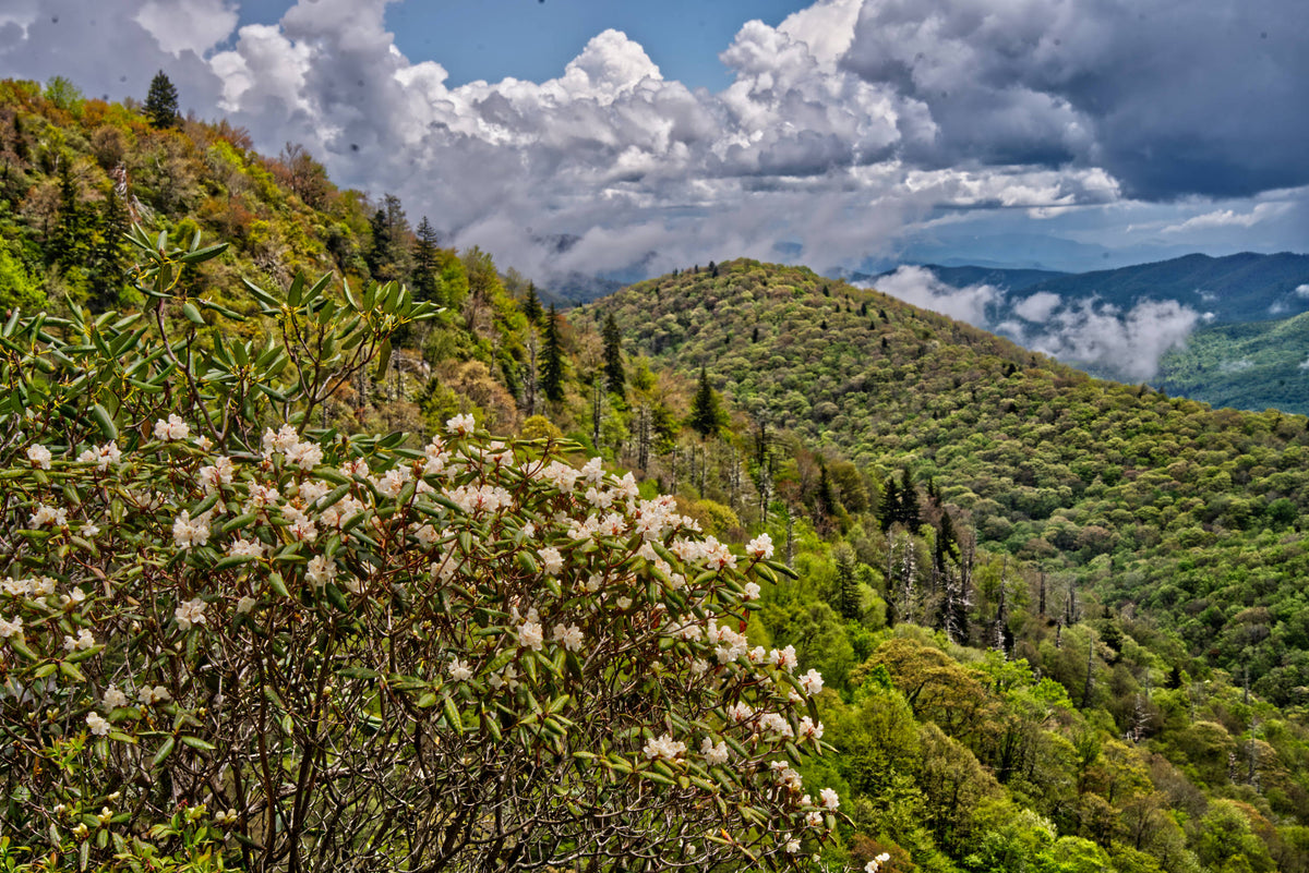 Bennett Knob, Pisgah National Forest