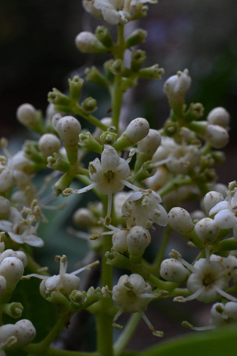 Sweet Viburnum Viburnum odoratissimum