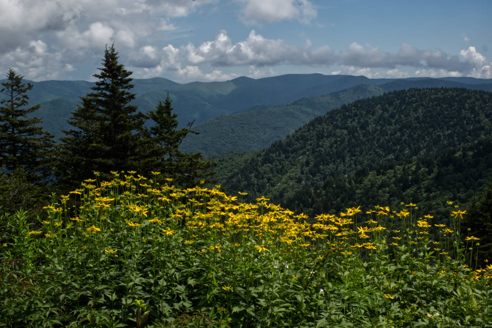 Cold Mountain from Richland Balsam, Shining Rock Wilderness