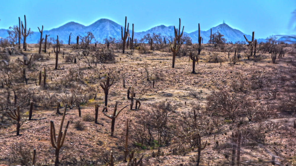 Burned Land neaer Payson, Arizona