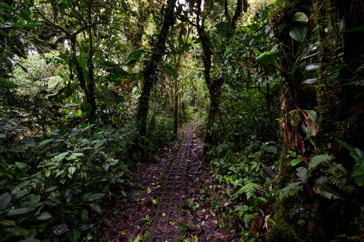 Rain Forest Trail Costa Rica