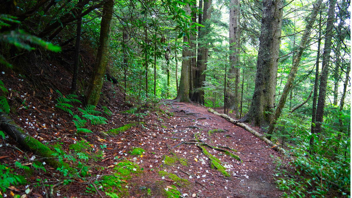 Mountains to Sea Tr. near Mt Hardy in Middle Prong Wilderness