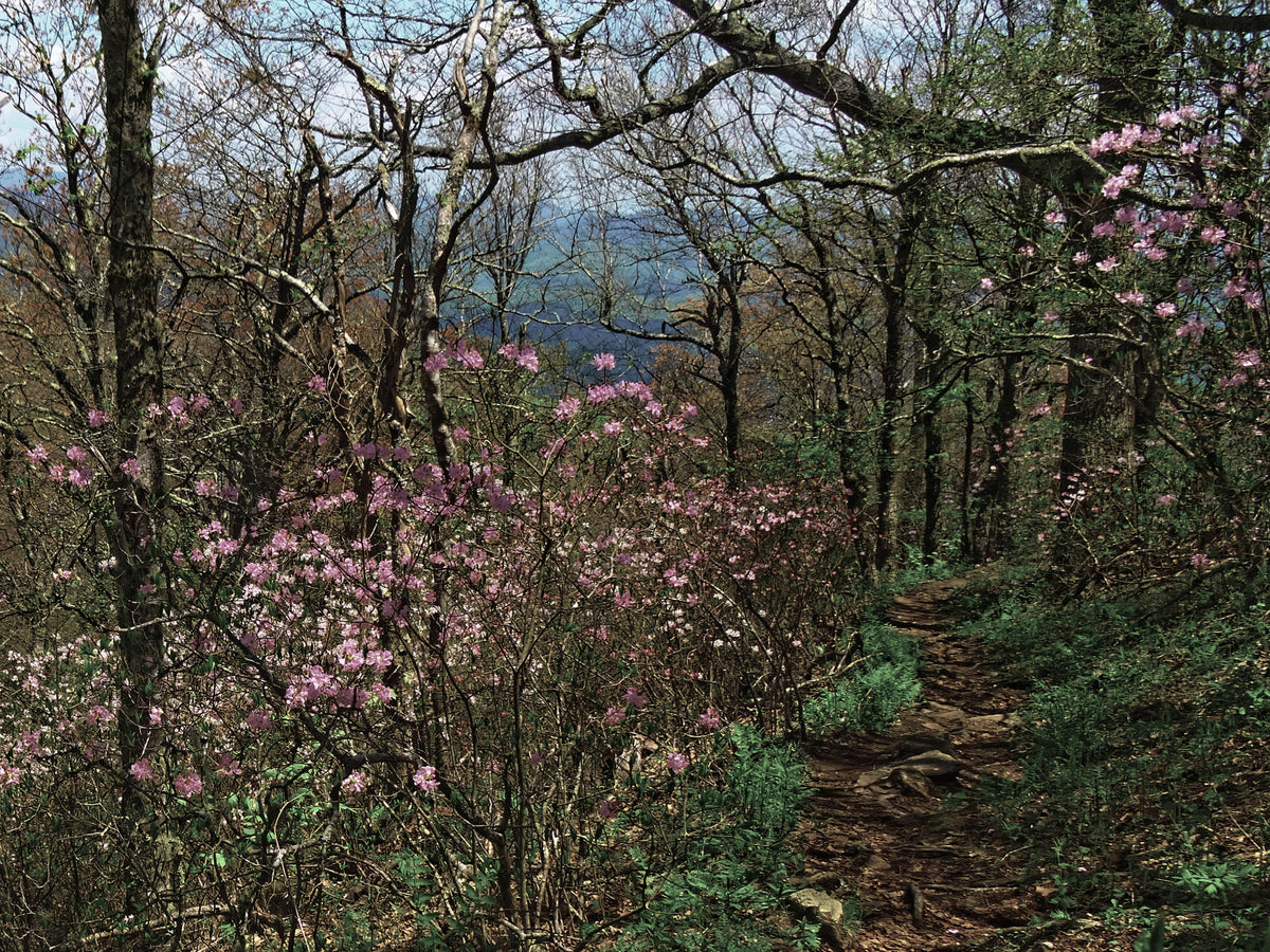 Pink Shell Azalea on Pilot Mountain, Pisgah Nat.For.