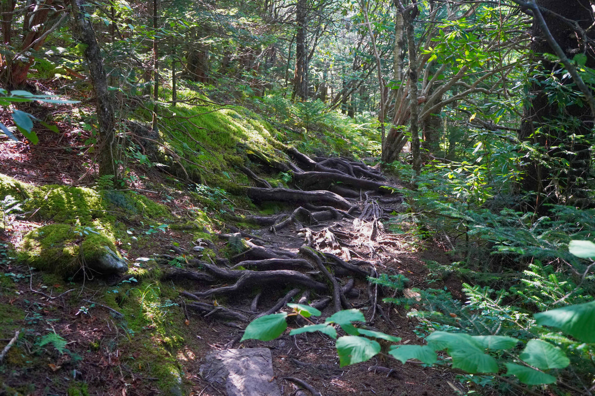 Mountains to Sea Trail on Chestnut Bald, North Carolina