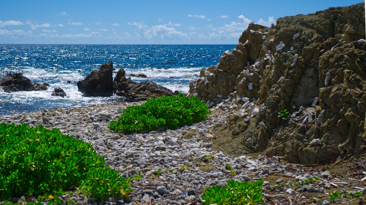 Punta Conejo, South Coast of Vieques, Puerto Rico