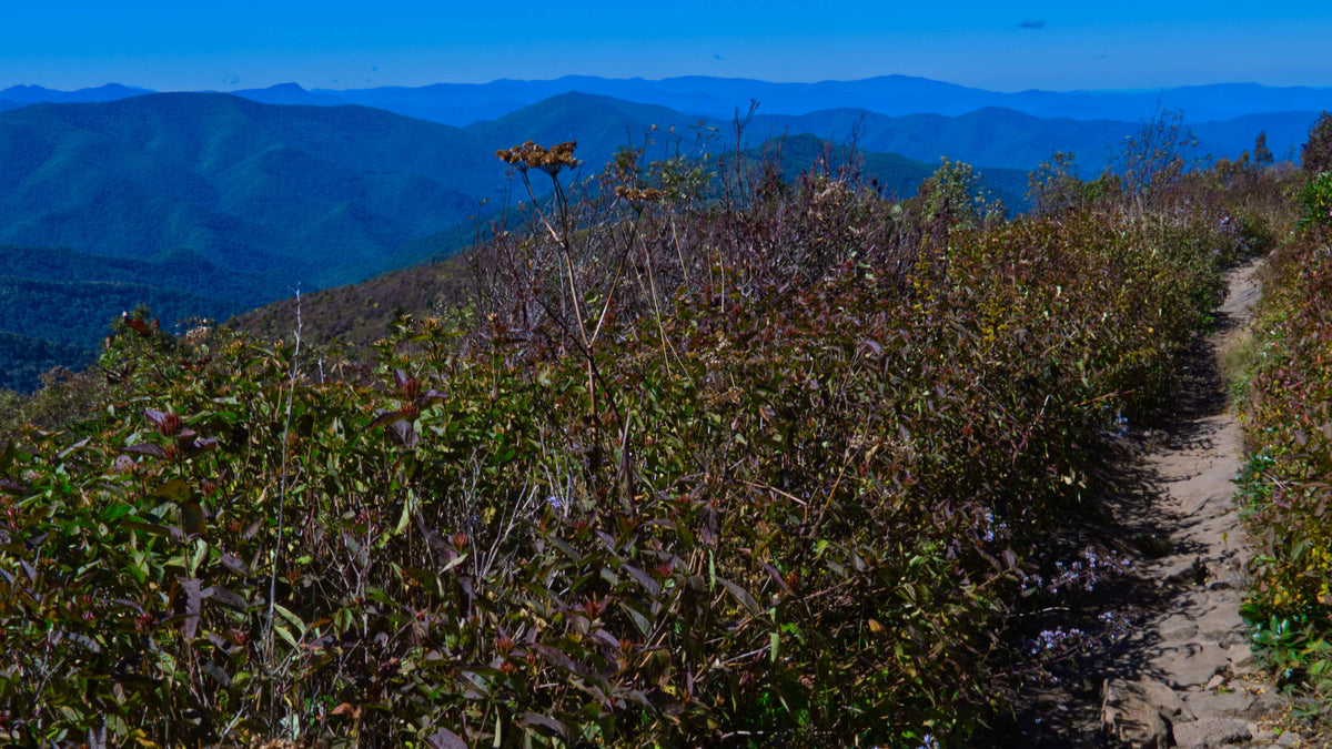 Art Loeb Trail looking West in Pisgah National Forest