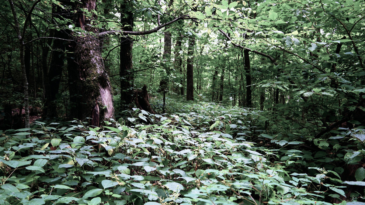 Heavy Annual Growth on Soapstone Ridge, Pisgah National Forest