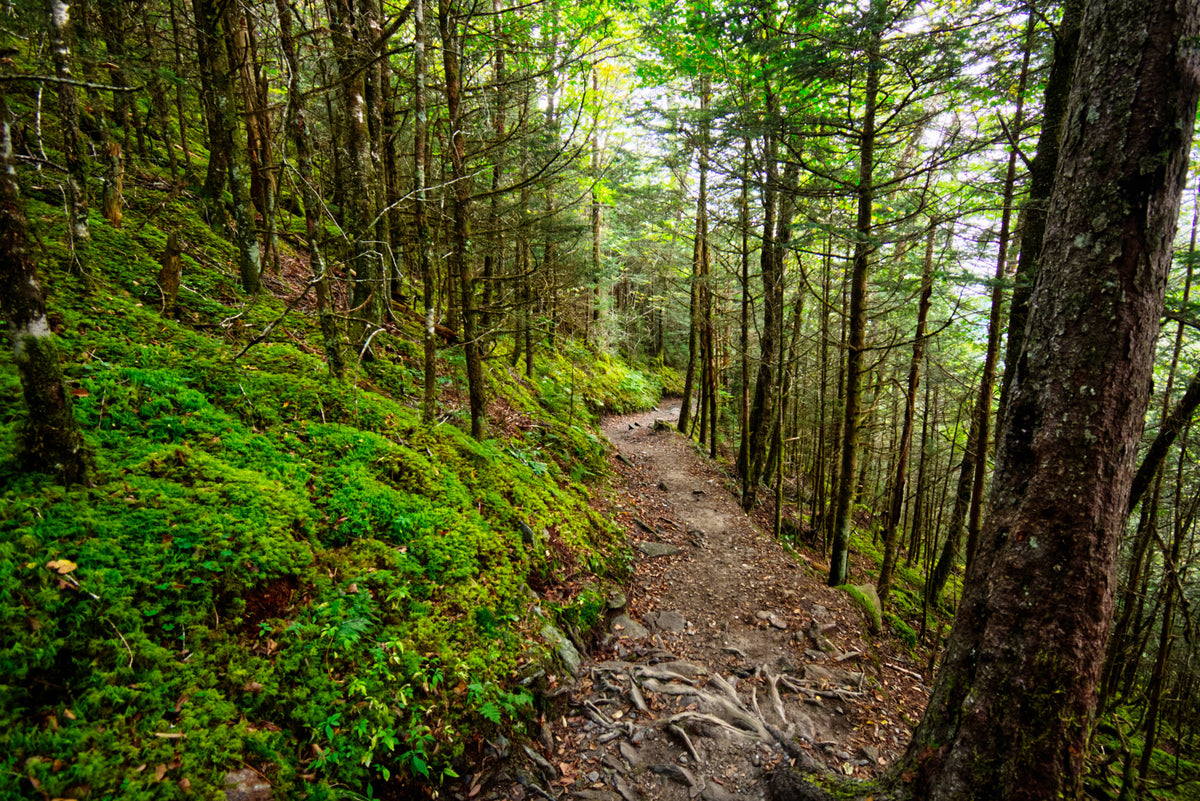 The Appalachian Trail near Newfound Gap, Gt. Smokies Nat. P.