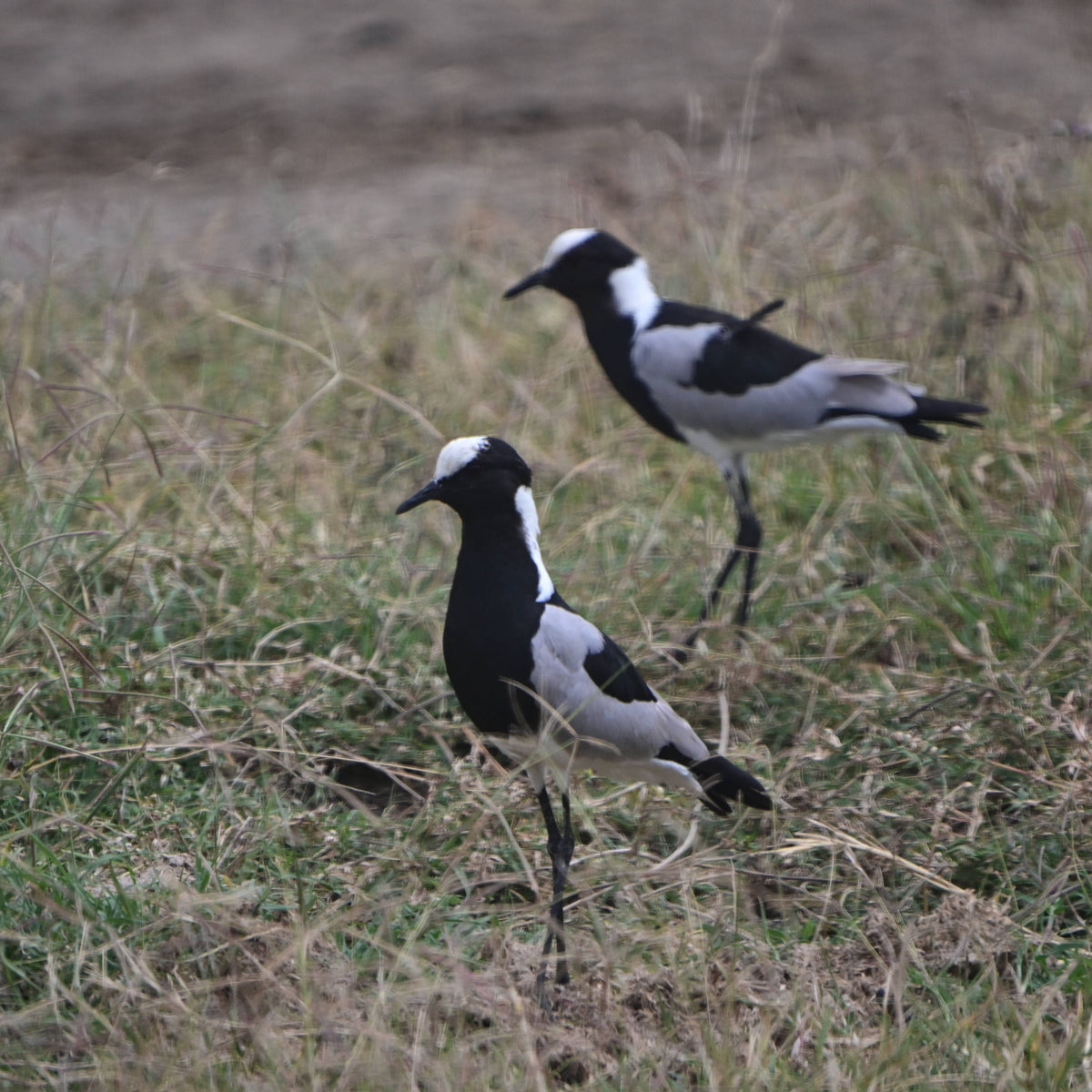 Blacksmith Lapwing