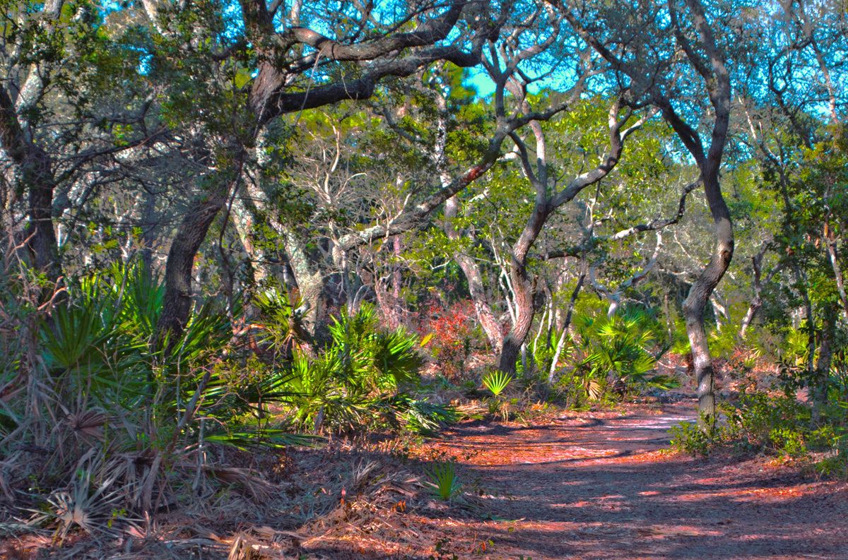 Scrub Oak, Big Talbot Island