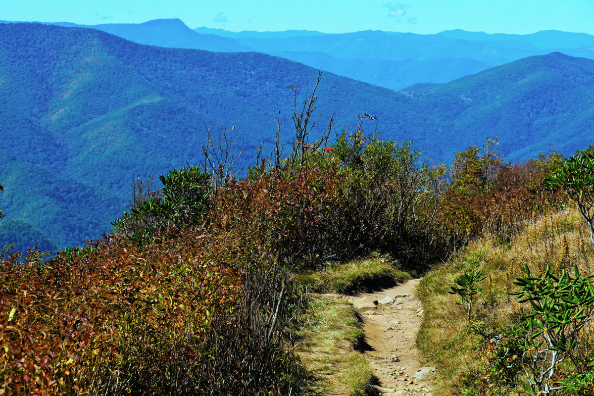 Plott Balsam Mountain from Art Loeb Trail on Black Balsam Knob