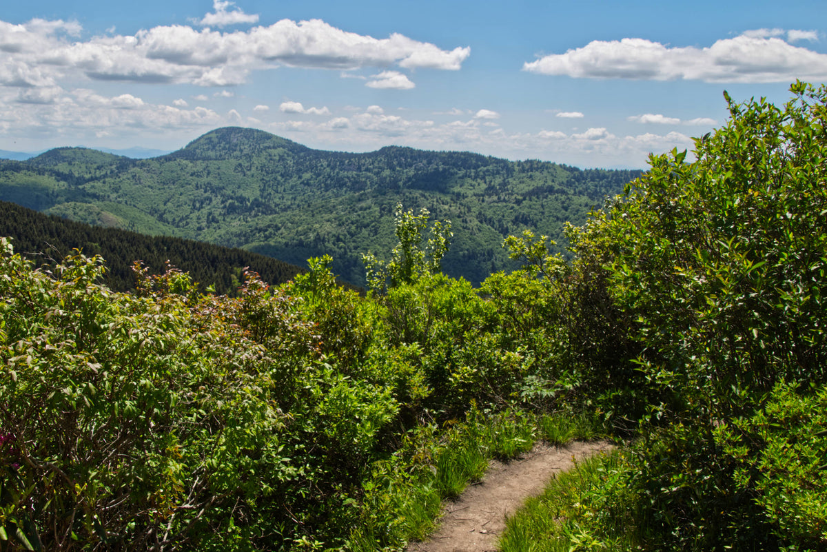 Mt. Hardy viewed from Sam Knob Trail, Pisgah Nat'l Forest