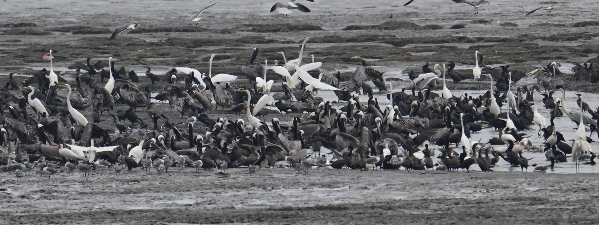 Bird Assembly at Tidal Flats near Panama City Panama
