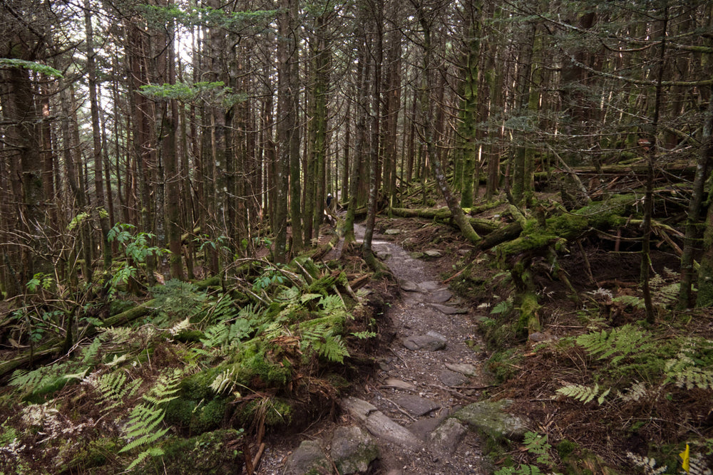 Local Trail near Mt. Mitchell