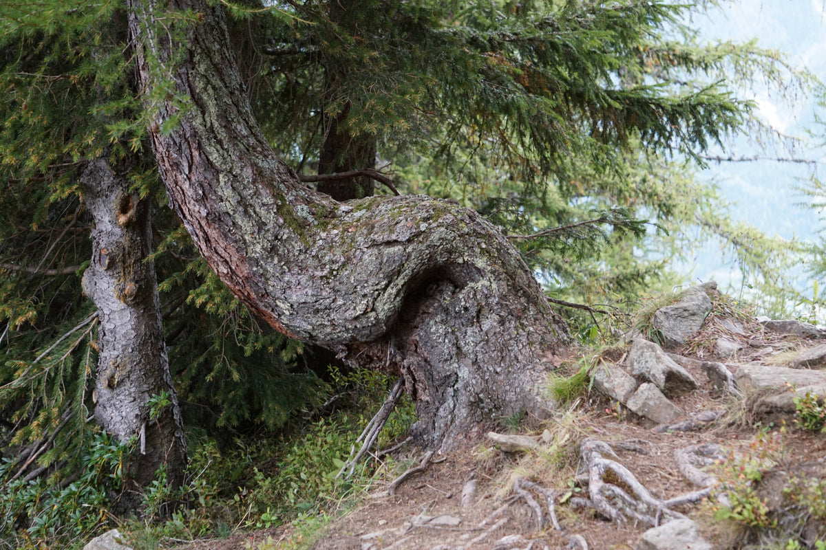 Contorted Tree