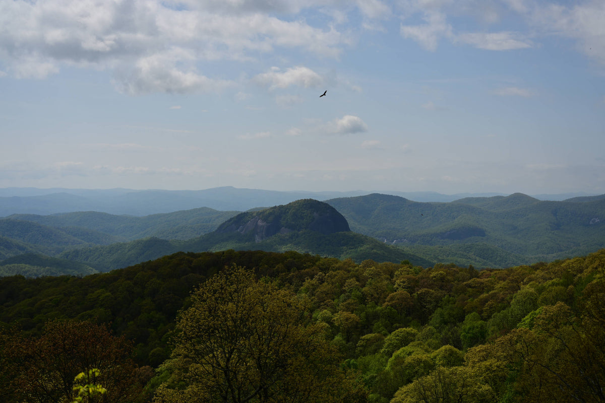 An Eagle in Flight Over Looking Glass Rock, North Carolina