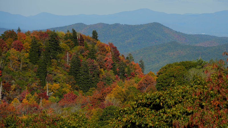 Graveyard Ridge near Black Balsam Knob, North Carolina