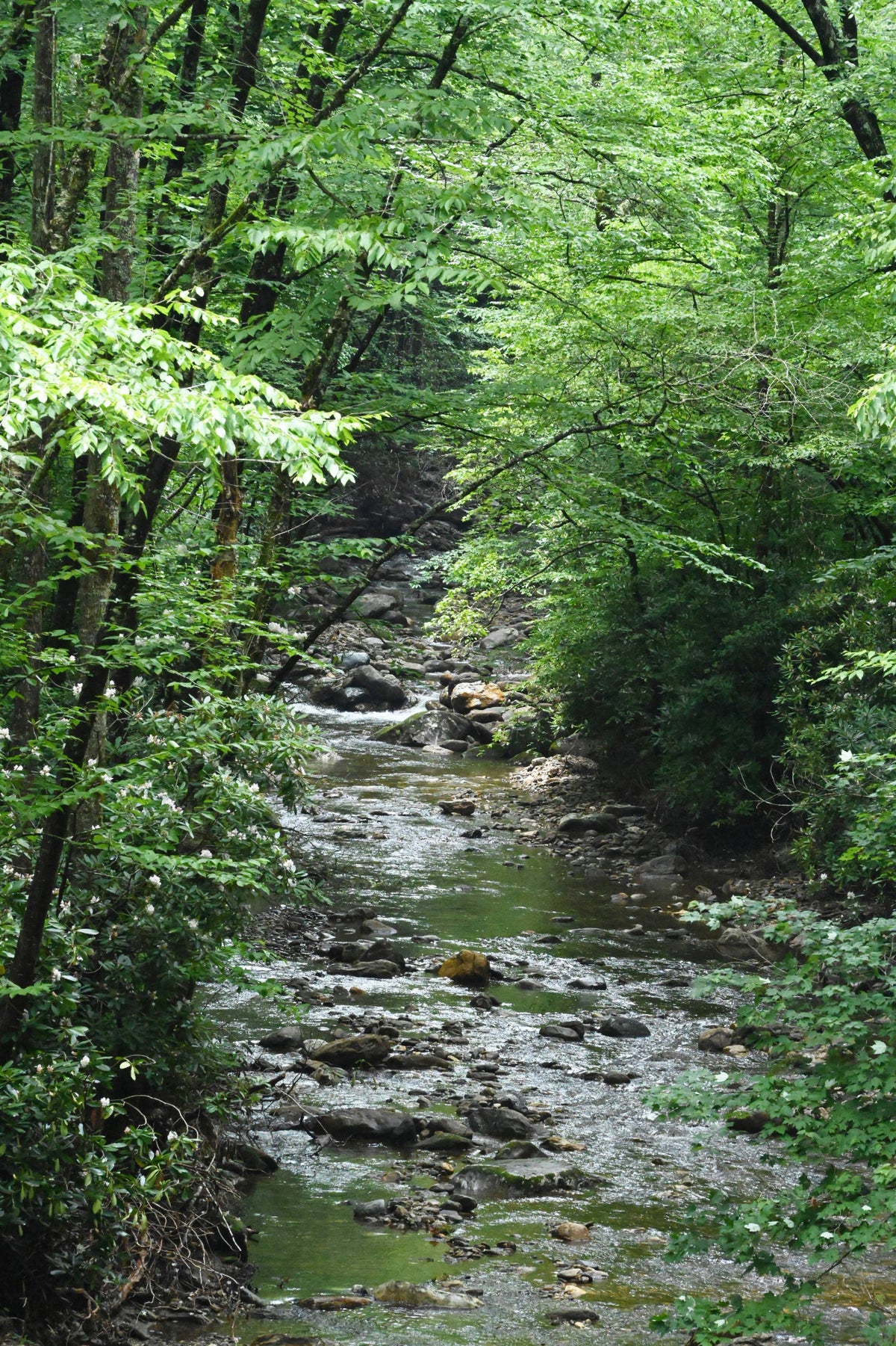 Davidson River Tributary in Late Summer