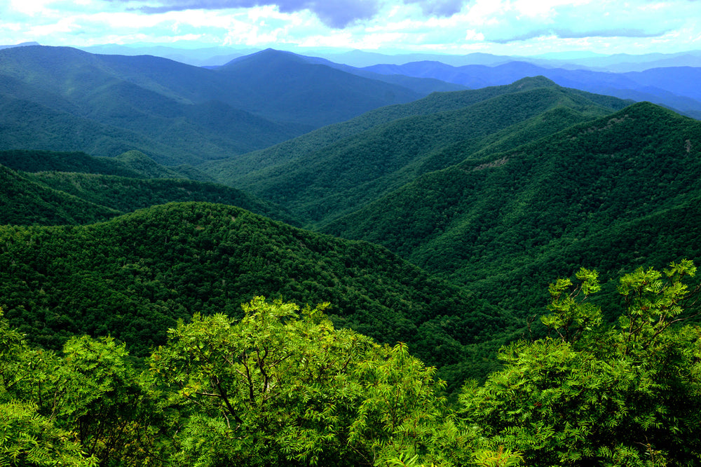 Westerly View of Lickstone Bald and Fork Ridge