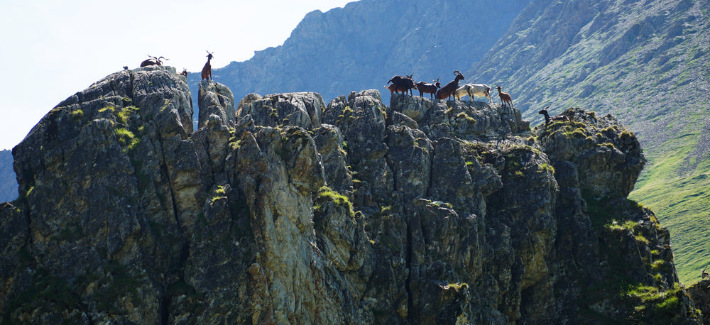 Goats on Outcropping near La Fouly