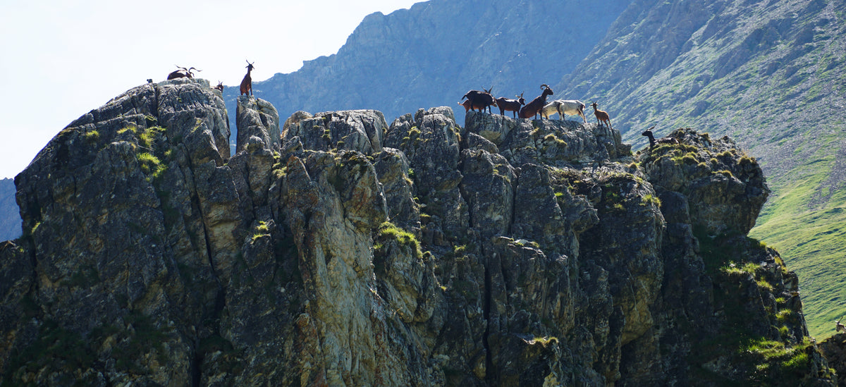 Goats on Outcropping near La Fouly