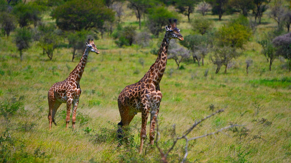 Animal Sightings