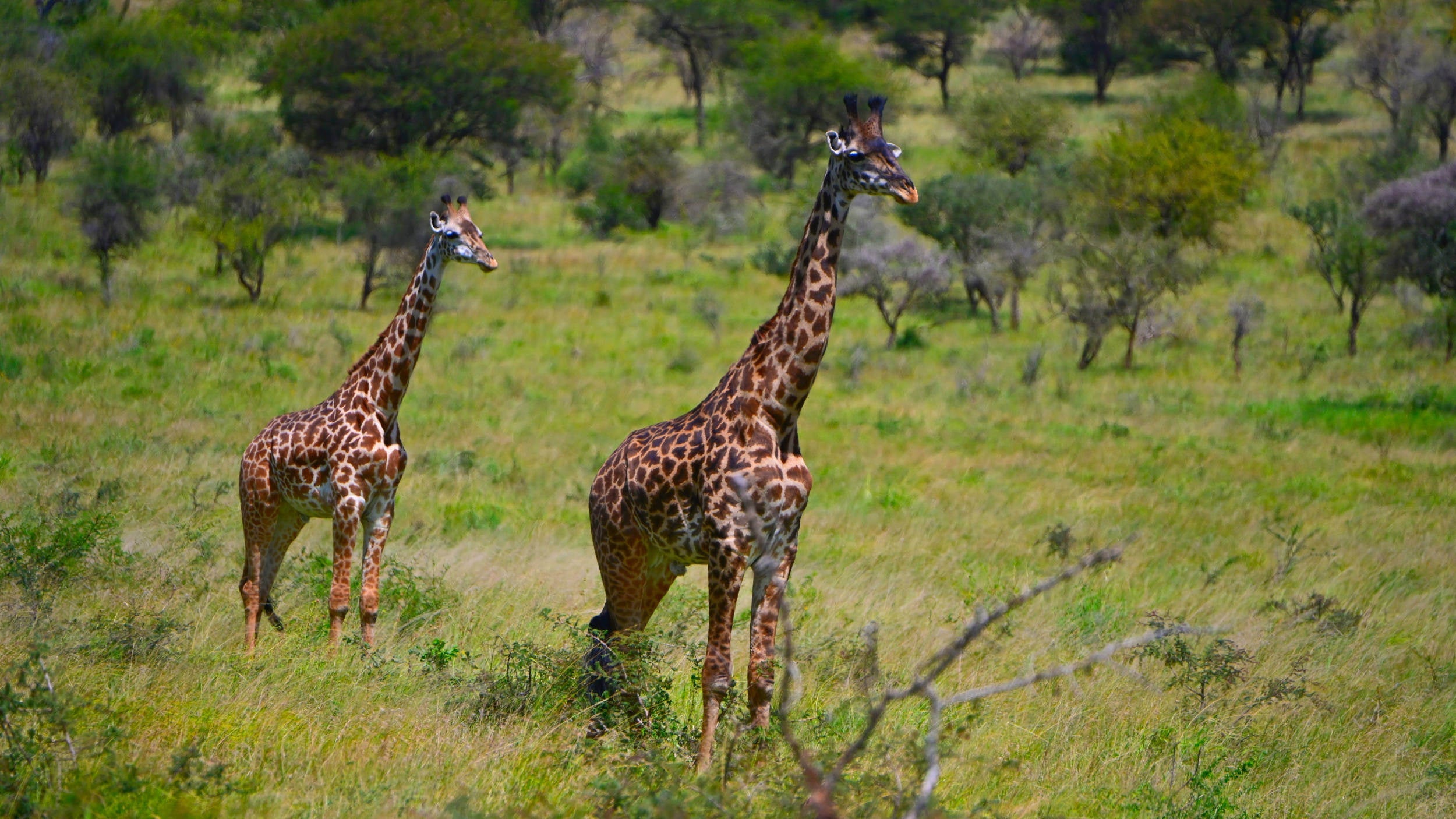 25B Animal Sightings