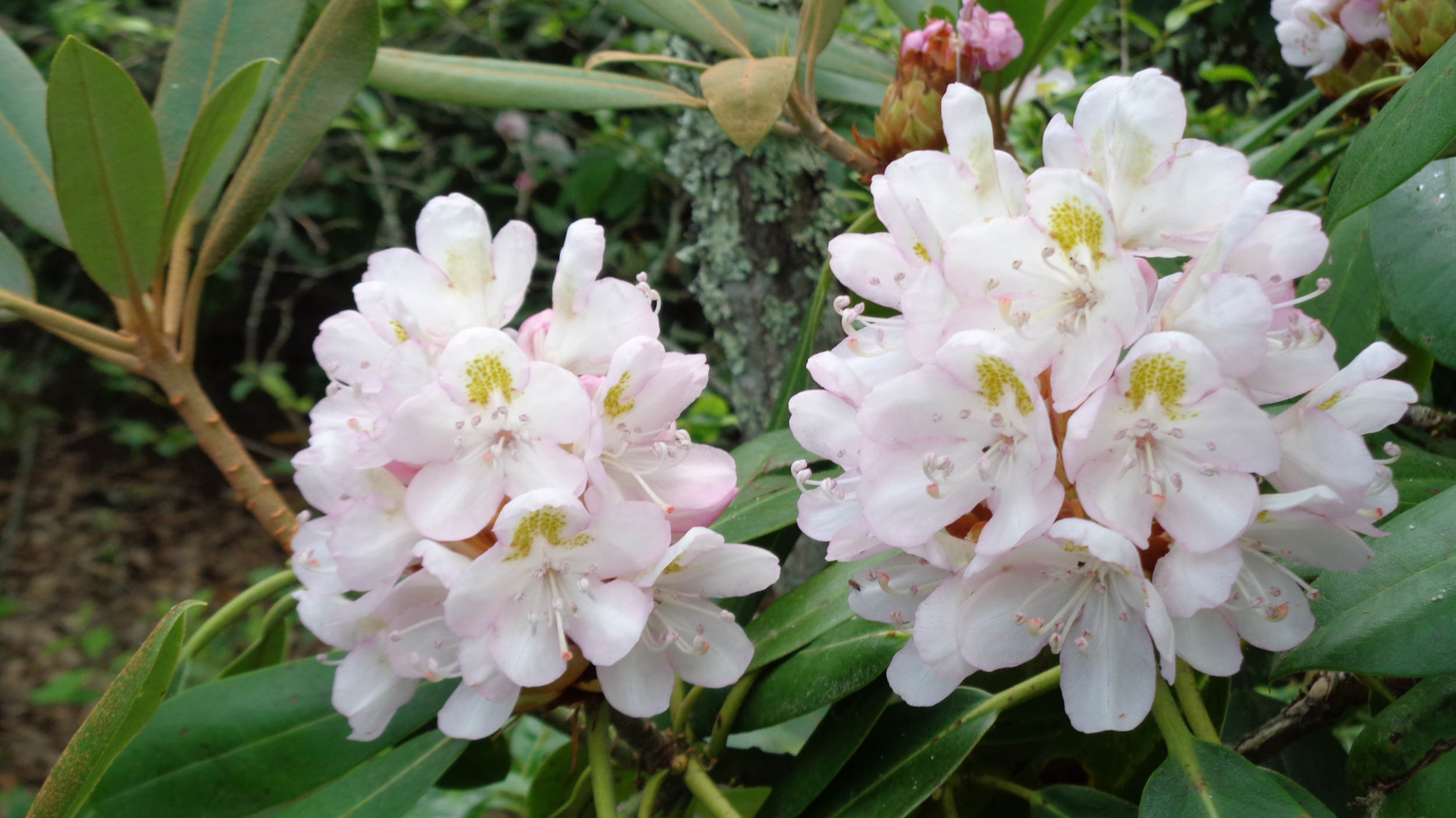 30D Flowers in White