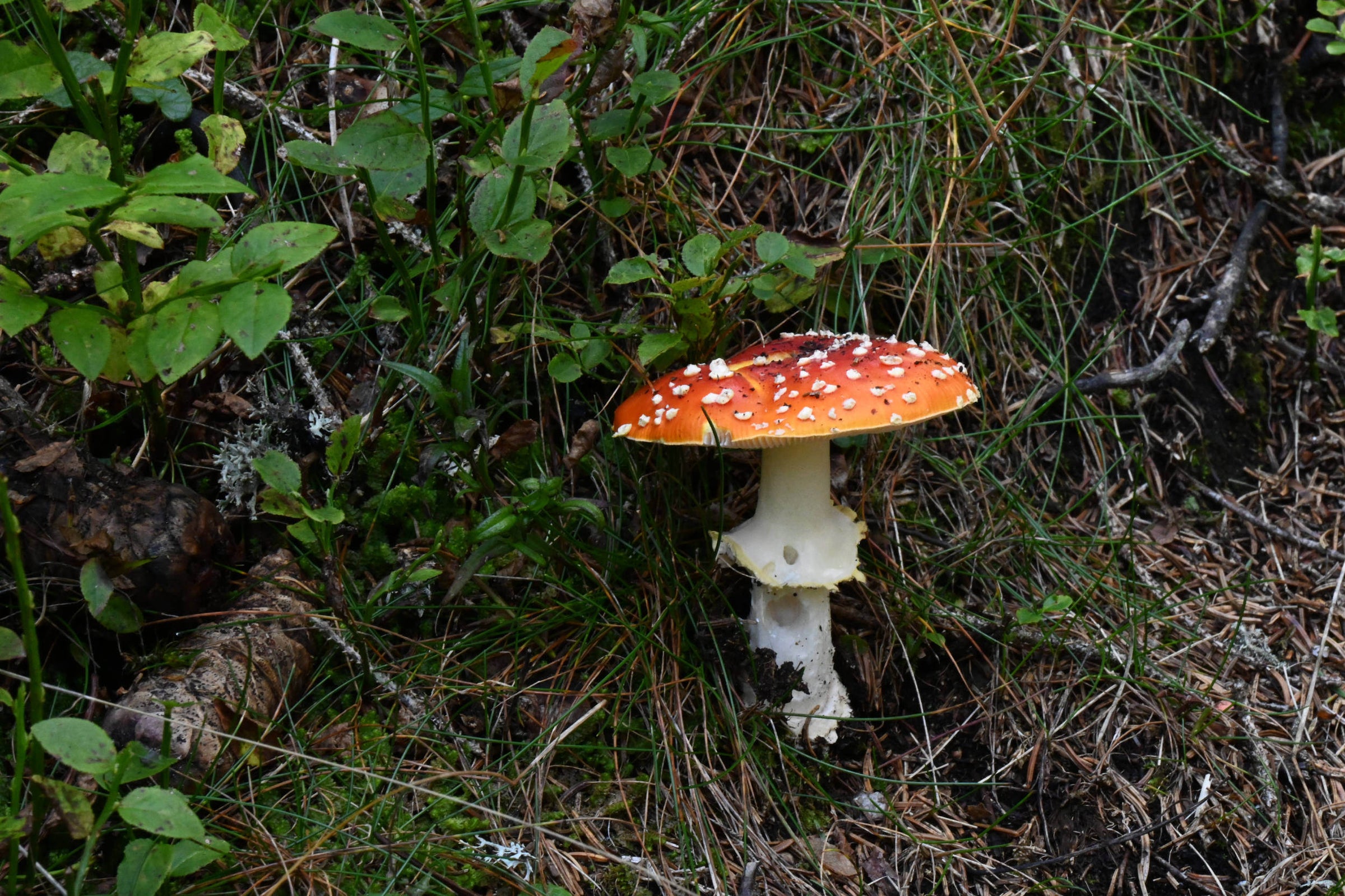 32A Fabulous Fungi and Mushrooms