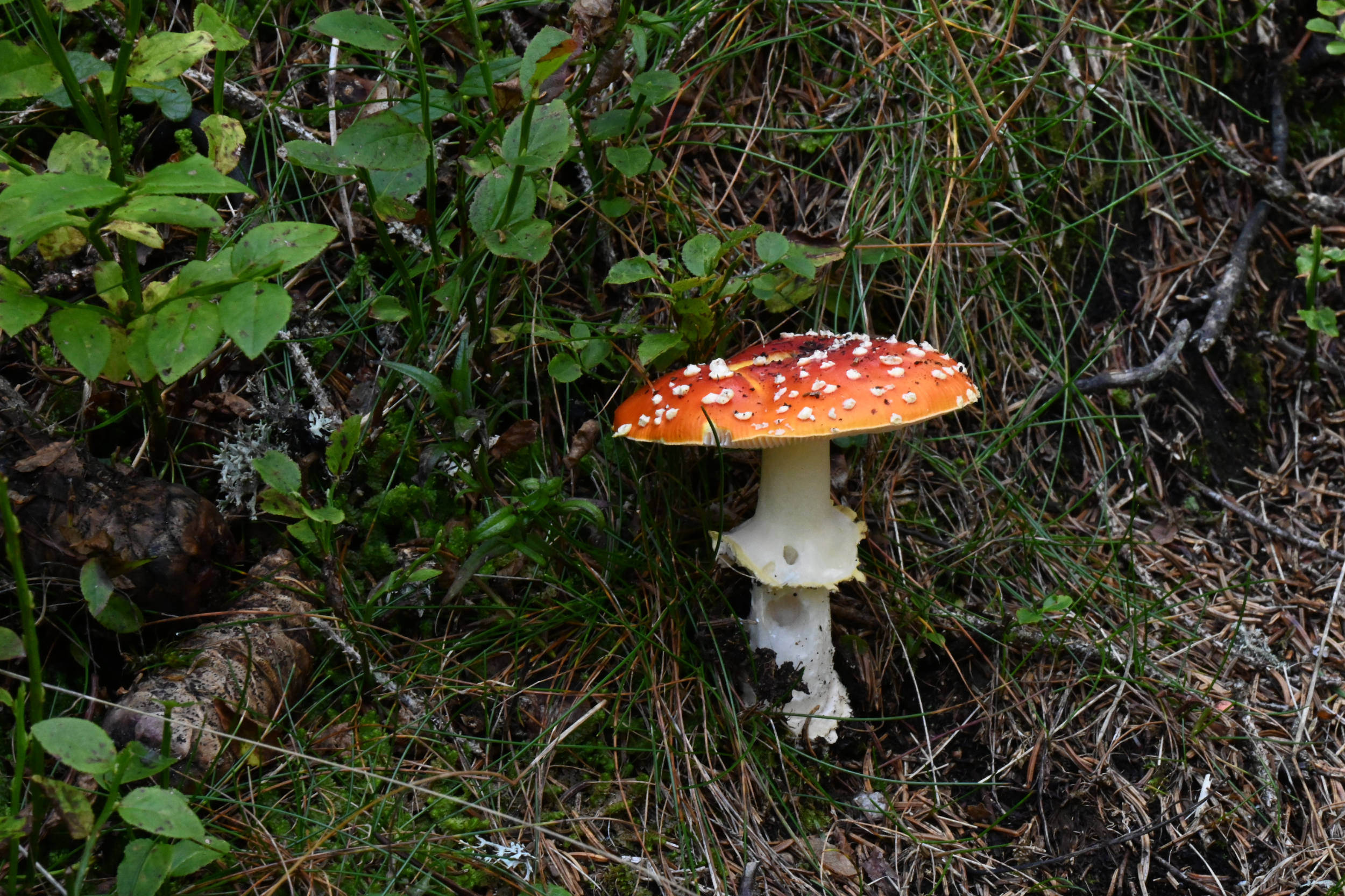 32A Fabulous Fungi and Mushrooms