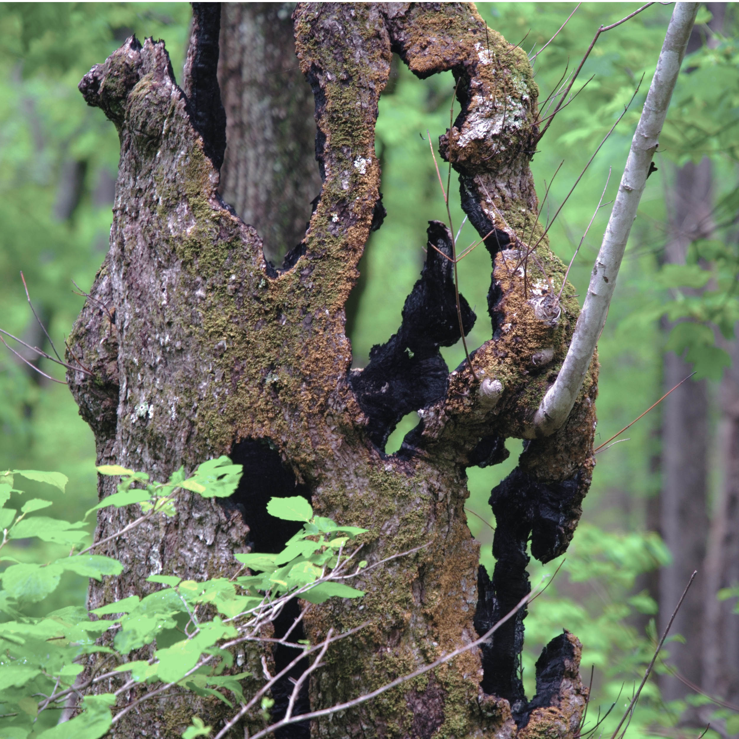 81A Unexpected and Unusual Discoveries