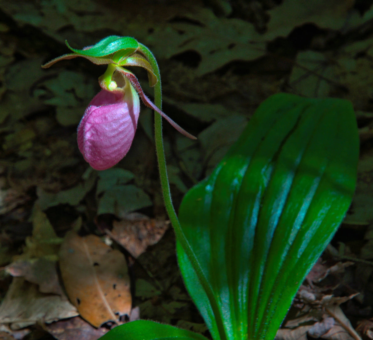 Pink Ladyslipper [Cypripedium acaule]