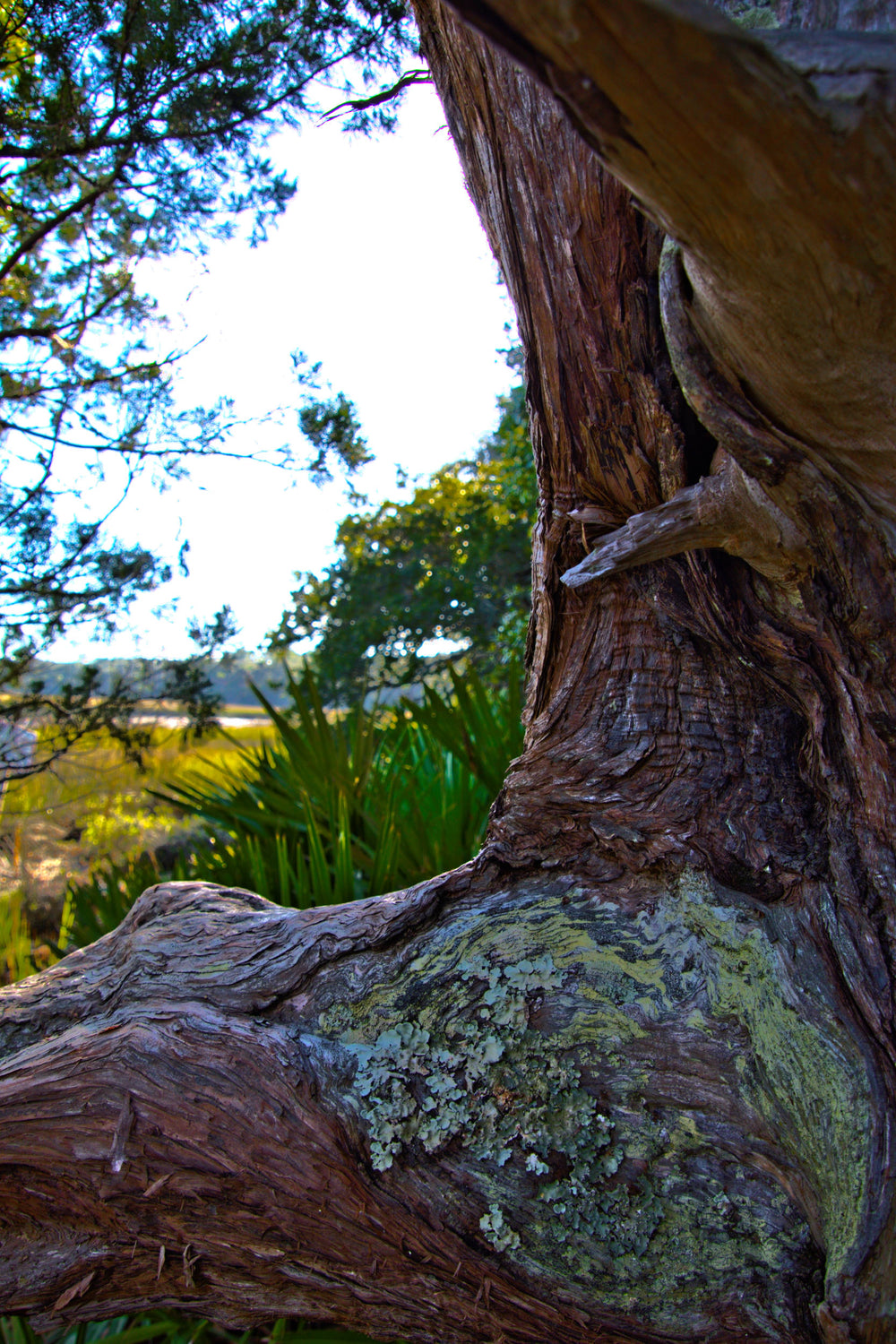 Big Talbot Island Cedar