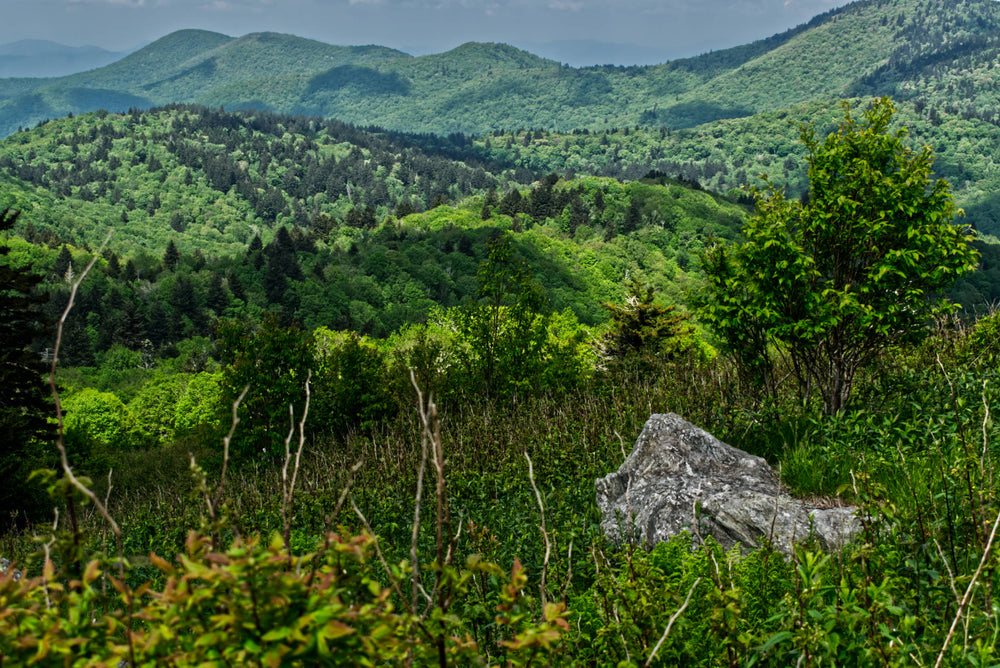 Rich Mountain Ridge fom Fork Ridge Meadow