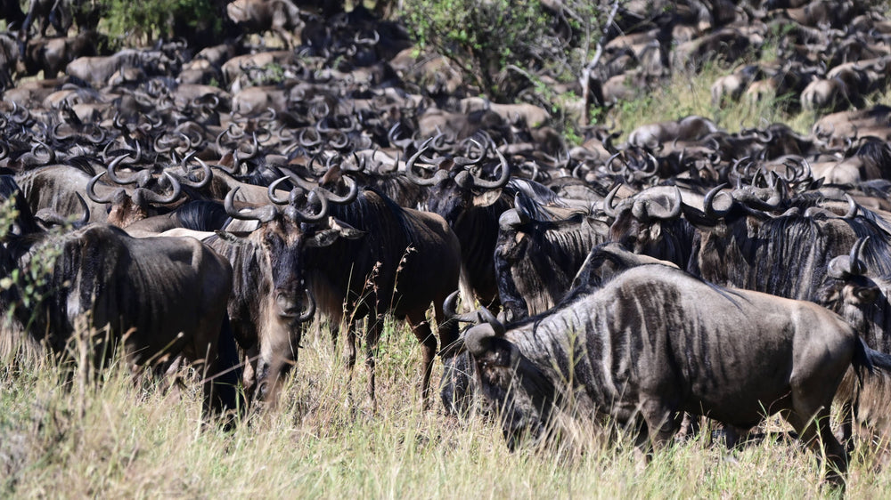 Great Migration [Connochaetes taurinus], Tanzania