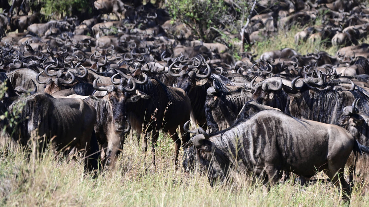 Great Migration [Connochaetes taurinus], Tanzania