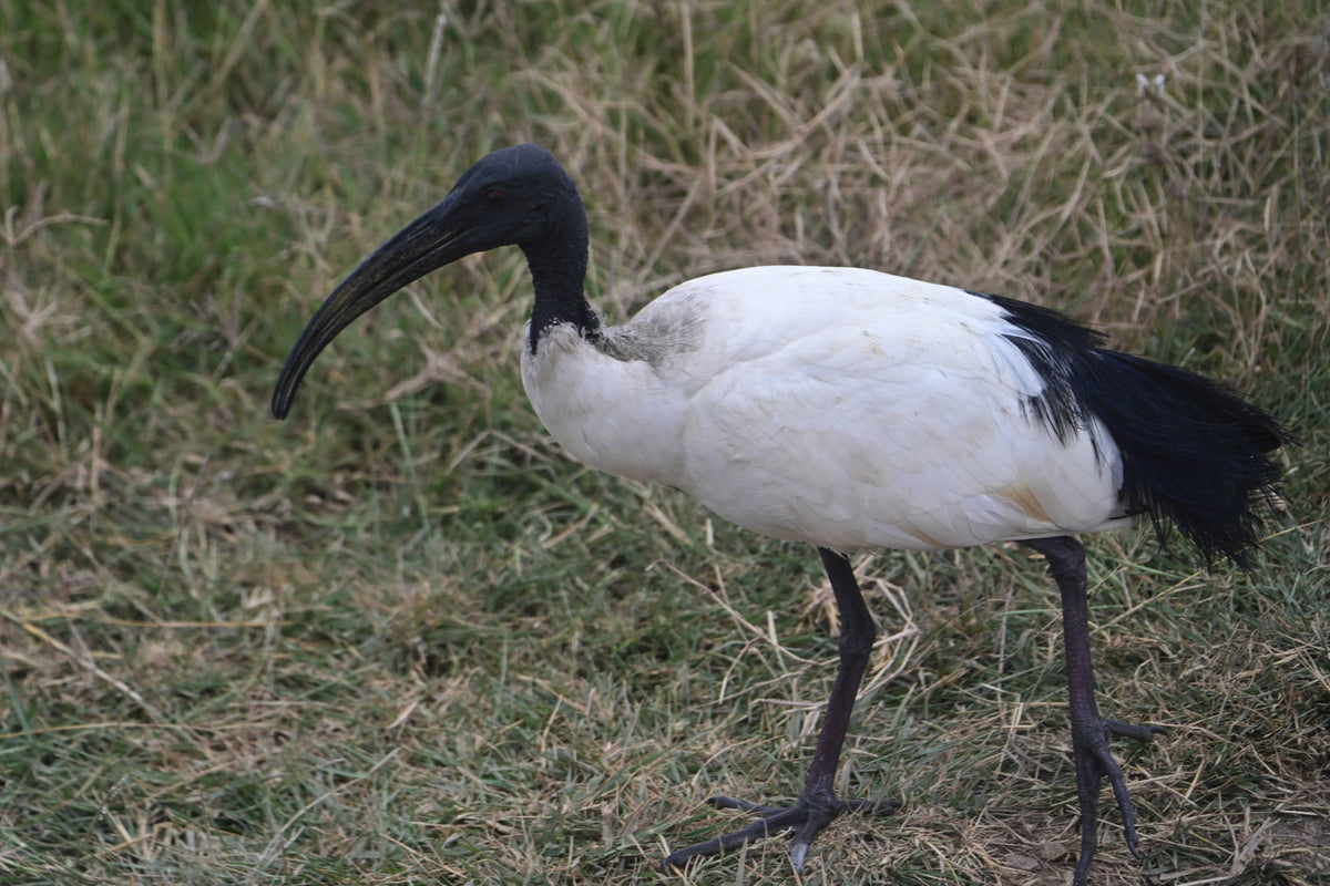 African Sacred Ibis [Threskionis aethiopicus] Ngorongoro